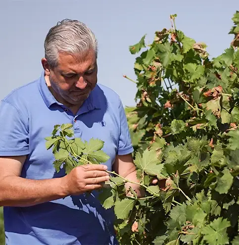lagovuveri-vigneti-3