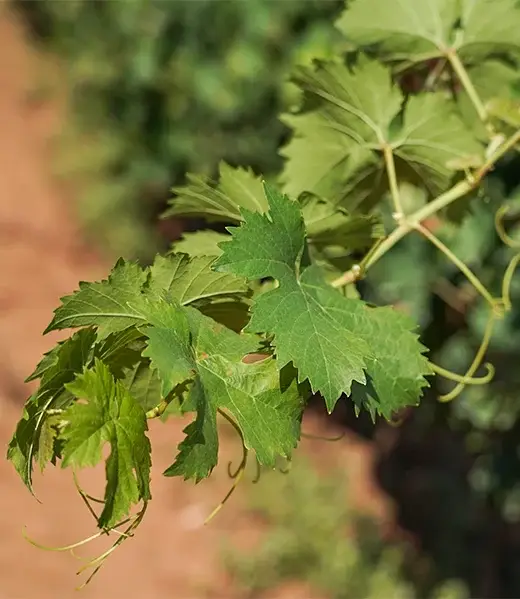 lagovuveri-vigneti-4
